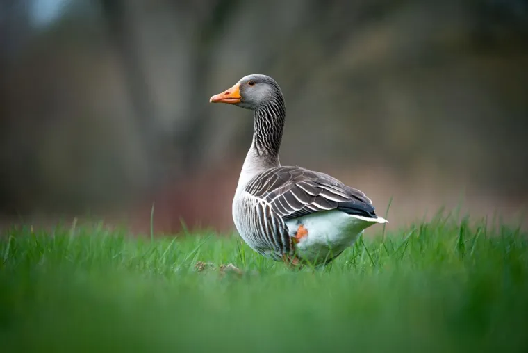Acheter canard entier, Dunkerque, Crèmerie Mary